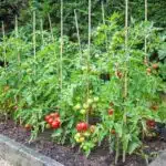 Optimiser la croissance de vos tomates avec le bon choix de tuteurs