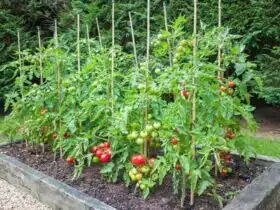 Optimiser la croissance de vos tomates avec le bon choix de tuteurs