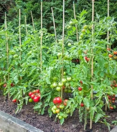 Optimiser la croissance de vos tomates avec le bon choix de tuteurs