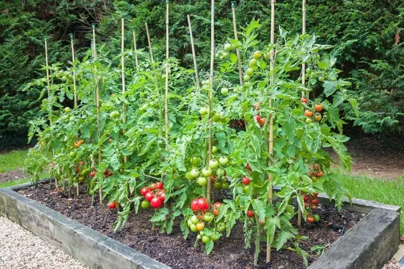 Optimiser la croissance de vos tomates avec le bon choix de tuteurs